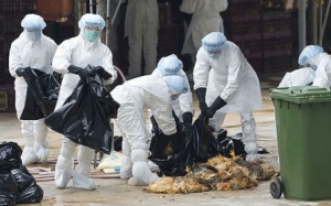 Ghi nhận 777 trường hợp nhiễm cúm A/H5N1