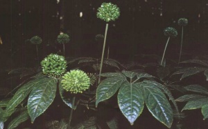 Hoa tam thất - vị thuốc quý cho phụ nữ