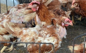 Liên tục xuất hiện các chủng virus cúm A mới