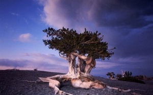 10 cây cổ thụ thọ nhất thế giới