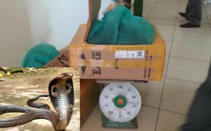 Gần tạ rắn hổ mang chúa 'đi' xe khách Hoàng Long