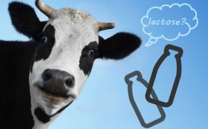 Infographic: Chứng bất dung nạp lactose
