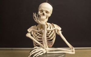 10 sự thật thú vị về bộ xương của con người