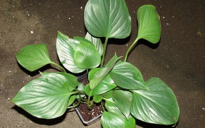 Thiên niên kiện trị bệnh xương khớp