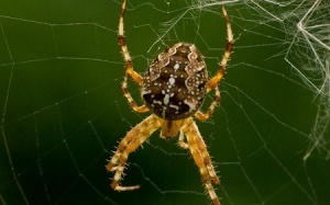 7 nọc độc nhện trong điều trị cơn đau mạn tính
