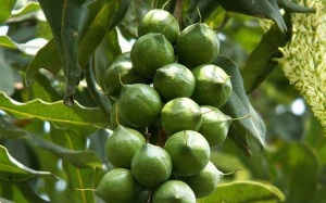 Đưa cây maca thành cây trồng 'mũi nhọn' tại Việt Nam