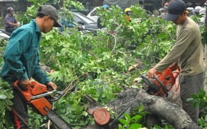 Yêu cầu rà soát việc chặt bỏ, thay thế 6.700 cây xanh tại Hà Nội