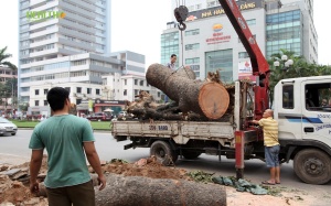 Hơn 20 câu hỏi về dự án thay thế cây xanh chưa có lời đáp