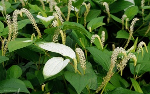 Những bài thuốc dân gian hay từ cây hàm ếch