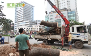 Chặt một cây xà cừ 'ngốn' gần 36 triệu đồng