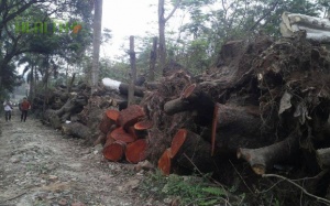 Chặt hạ 6.700 cây xanh ở Hà Nội: 'Xác' cây đang ở đâu?