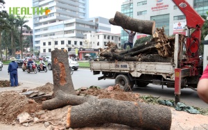 'Trảm' nhiều cán bộ liên quan tới vụ chặt cây xanh