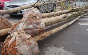 Sự thật về loại cây được trồng thay thế trên đường phố Hà Nội