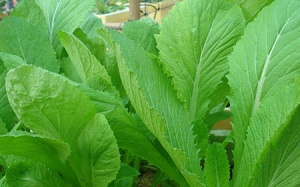 Thảo dược nào chủ trị bệnh gout?