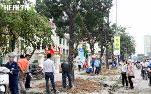 Vụ chặt hạ 6.700 cây xanh: Chủ trương đúng nhưng cách làm còn nóng vội