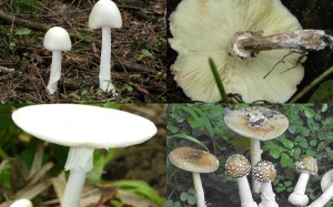 Nhận biết nấm độc thường gặp ở Việt Nam