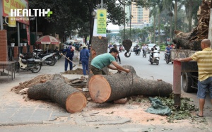 'Định' tội danh vụ chặt cây xanh ở Hà Nội