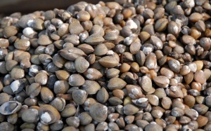 Những lưu ý khi ăn ngao, hến để tránh dị ứng, ngộ độc