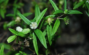 Cây nhọ nồi: Thuốc quý dùng hay