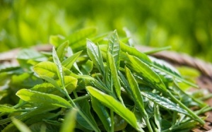 ​Trà xanh - Bí quyết minh mẫn của tuổi già