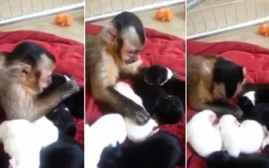 Video: Khoảnh khắc khỉ Capuchin âu yếm cún con