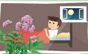 Nữ lang - Thảo dược của những giấc mơ vàng