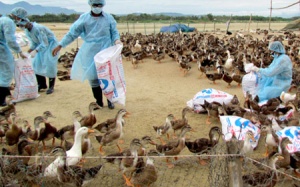 Nghệ An xuất hiện ổ dịch cúm A(H5N6) trên gia cầm