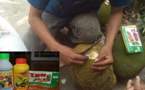 Bộ Y tế vào cuộc vụ dùng hoá chất kích thích trái cây nhanh chín