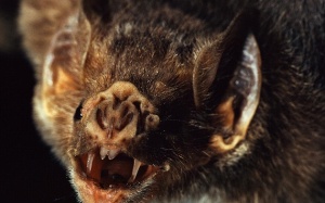 Top 10 động vật hoang dã khiến bạn 'sởn da gà'