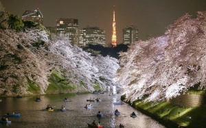 Nhật Bản ngập tràn sắc hoa anh đào
