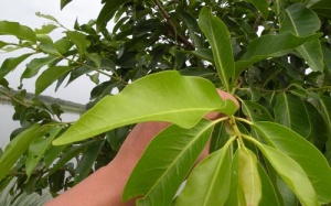 Uống nước lá vối có khỏi được bệnh gout không?