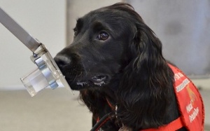 Chó phát hiện ung thư với độ chính xác 98%