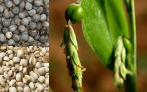 Ý dĩ: Nhỏ nhưng công dụng lớn