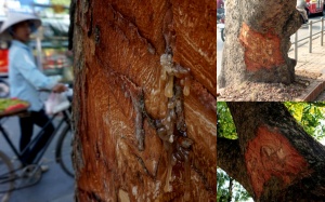 Ai đã 'lột da' hàng loạt cây xanh trên đường phố Hà Nội?