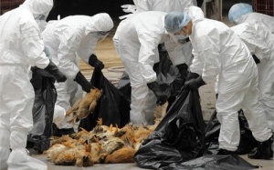 225 người đã tử vong vì cúm A(H7N9)