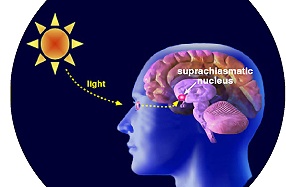 Melatonin và giấc ngủ