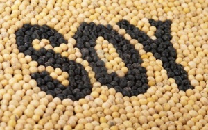 Đậu nành - lành mà quý