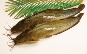 Quý ông 'hoành tráng' nhờ cá trê