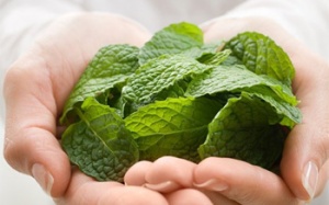 Công dụng bất ngờ từ bạc hà