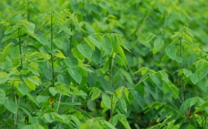 'Tẩy độc' chứ không tẩy chay rau ngót