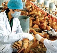 H7N9 sẽ bùng phát trở lại vào mùa thu?