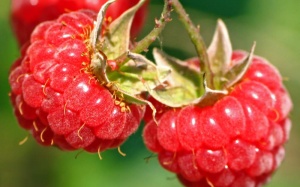 Những thực phẩm nên 'đồng hành'