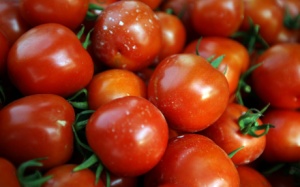 Ăn cà chua cũng lo... teo não