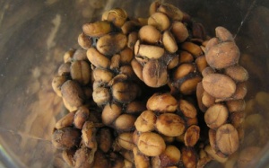 Cà phê Việt ra thế giới nhờ... chồn!