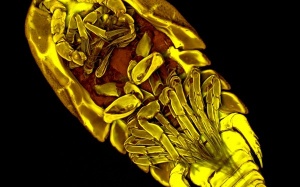 'Nhận diện' vi khuẩn trong nước uống