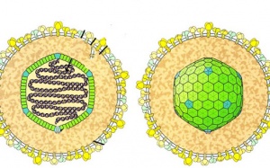Virus gây ung thư: ngăn ngừa cách nào?