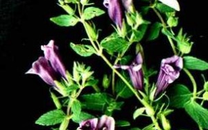 Nhân trần cam thảo có phải là 'bạn tốt'?