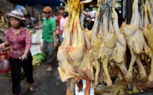 Ẩn họa từ gà “kháng sinh”