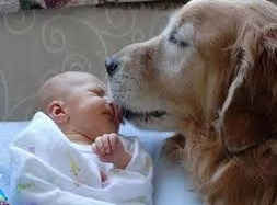 Bé 2 tuần tuổi bị chó cắn rách 'cậu nhỏ'