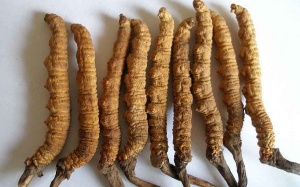 Đông trùng hạ thảo: Phân biệt thật - giả